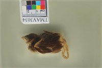 藏品(麻雀)的圖片